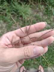 Dichanthium annulatum annulatum