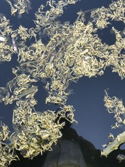 Compsopogon caeruleus