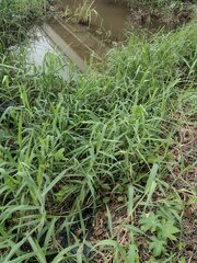 Urochloa mutica