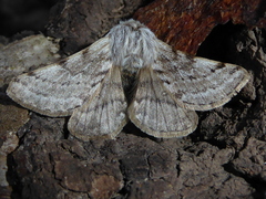 Lycia florentina