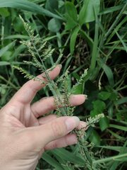 Urochloa mutica