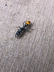 Myrmecia mandibularis
