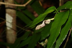 Aristolochia laheyana