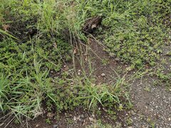 Melinis repens