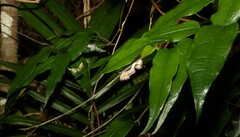 Aristolochia laheyana