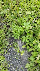 Potentilla chrysantha