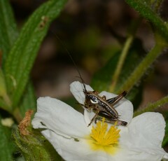 Eupholidoptera magnifica