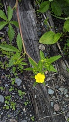 Potentilla chrysantha