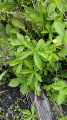 Potentilla chrysantha