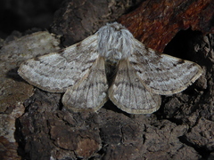 Lycia florentina