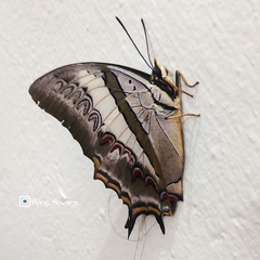 Polyura schreiber