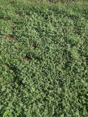 Amaranthus polygonoides