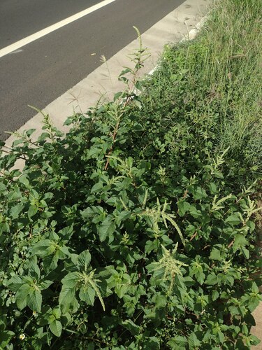 Amaranthus retroflexus, 2023-02-18