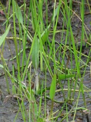 Eleocharis