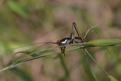 Eupholidoptera magnifica