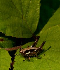 Eupholidoptera magnifica