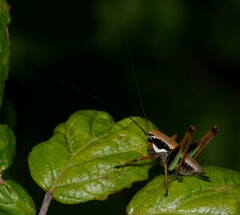 Eupholidoptera magnifica