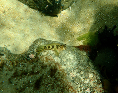 Parablennius tasmanianus