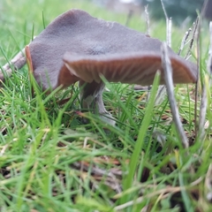 Entoloma sericeum