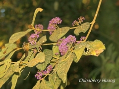 Callicarpa formosana formosana