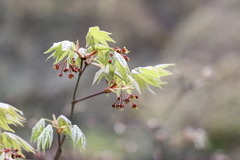Acer pseudosieboldianum