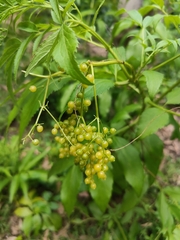 Sambucus australasica
