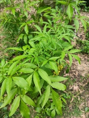 Sambucus australasica