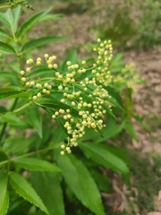 Sambucus australasica