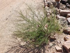 Suaeda glauca