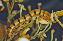 Phoebis philea