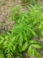 Sambucus australasica