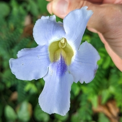 Thunbergia grandiflora