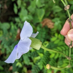 Thunbergia grandiflora