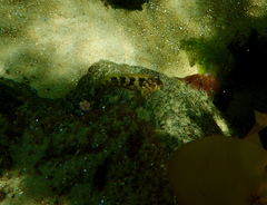 Parablennius tasmanianus