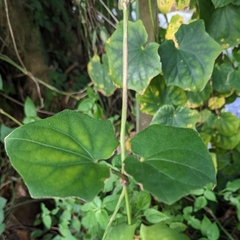 Thunbergia grandiflora