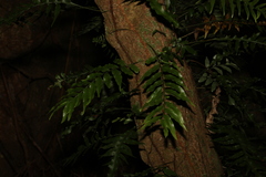 Arthropteris tenella