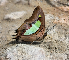 Polyura bharata