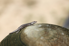 Cryptoblepharus buchananii