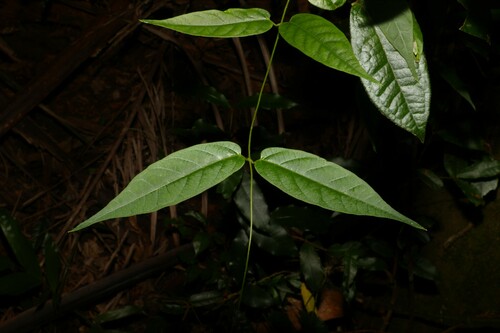 Image of Parsonsia ventricosa by (c) Greg Tasney, some rights reserved (CC BY-SA)