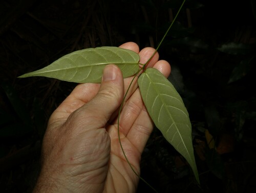 Image of Parsonsia ventricosa by (c) Greg Tasney, some rights reserved (CC BY-SA)