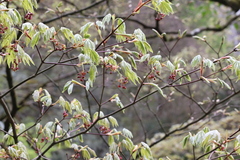 Acer pseudosieboldianum