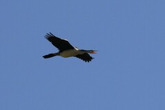 Anhinga novaehollandiae