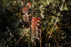 Grevillea bipinnatifida