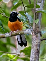 Copsychus stricklandii