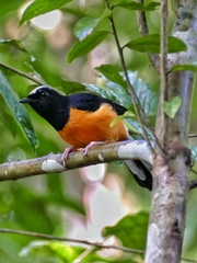 Copsychus stricklandii