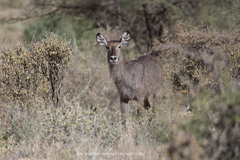 Kobus ellipsiprymnus