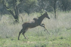 Damaliscus lunatus lunatus