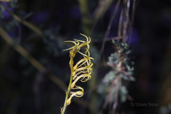 Tripterococcus brunonis