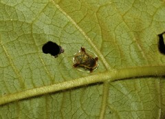 Meroscalsis blackburni