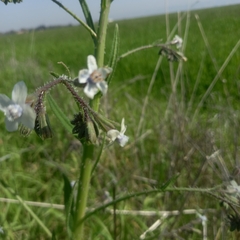 Anchusa strigosa